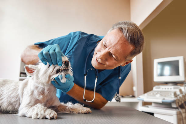 Best Emergency Tooth Extraction in Worth, IL